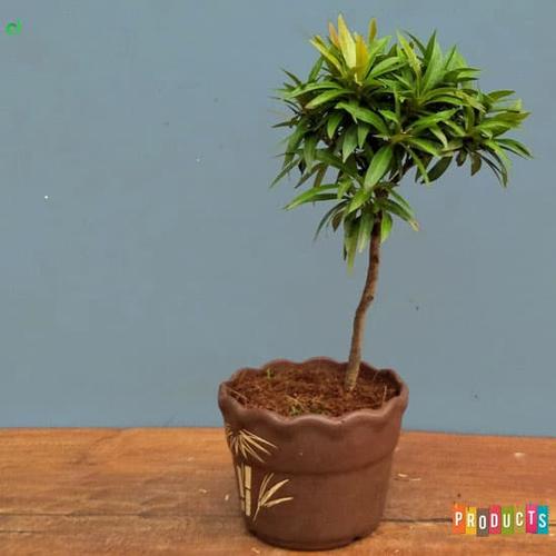 Foto Produk Tanaman Pucuk merah mini mutasi/langka BAHAN BONSAI dari ibad garden