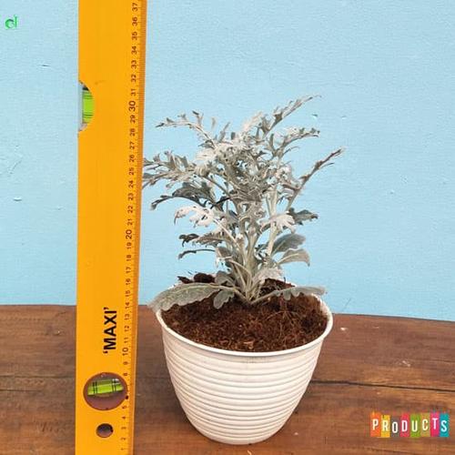 Jual Tanaman Putri Salju Daun Kecil Dusty Miller Jacobaea Maritima Kab Bandung Barat Ibad Garden Tokopedia