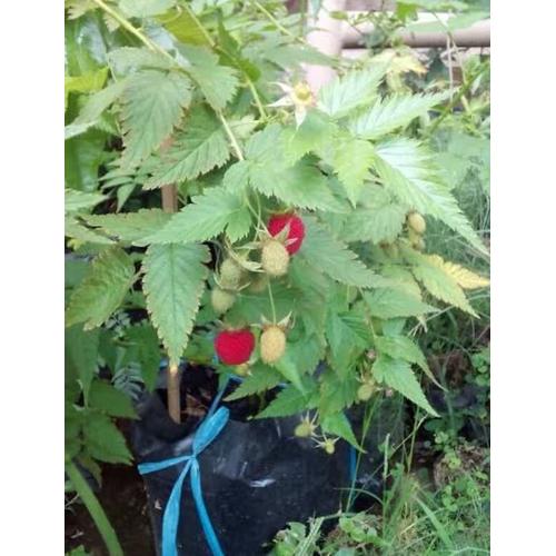 Promo tanaman buah raspberry siap berbuah - Kota Batu - jeruk purut ...