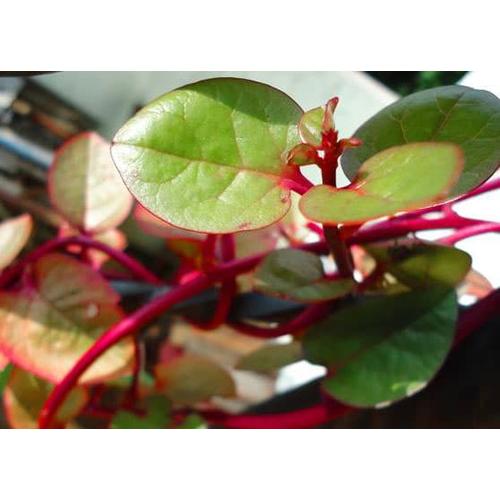 Gambar Daun Gendola Binahong Merah 250gr baru akan dipetik saat ada pesanan dari OutletRyan Kota Bandung Tokopedia