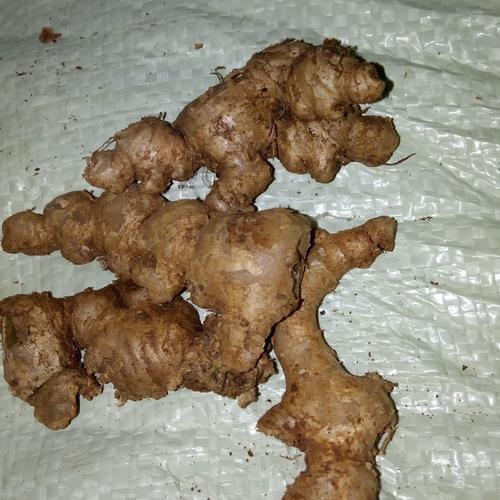 Foto Produk Jahe emprit dari kang Wawan