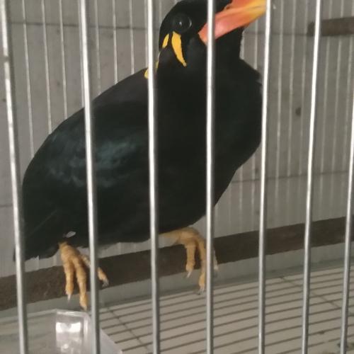 Harga Pasaran Burung Beo Anakan Bakalan Dan Dewasa