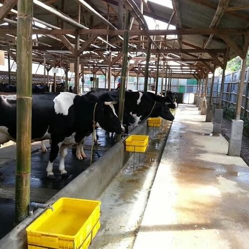 Foto Produk Susu sapi murni 1 Liter, Raw, Mentah, Fresh diperah setiap hari dari Raina Milk Kefir