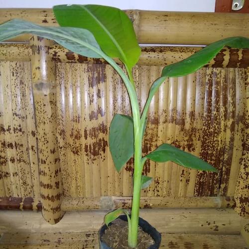 Foto Produk bibit pisang raja bulu kultur jaringan dari ebibit unggul
