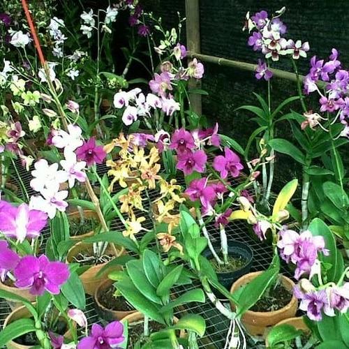 Jual Tanaman Hias Anggrek Dendrobium Angrek Dendro Aneka Warna Kab Bogor Taman Indah Pesona Alam Tokopedia