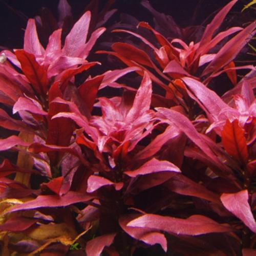 Foto Produk Tanaman Aquascape Ludwigia Dandulosa Glandalosa dari ONDOFISH