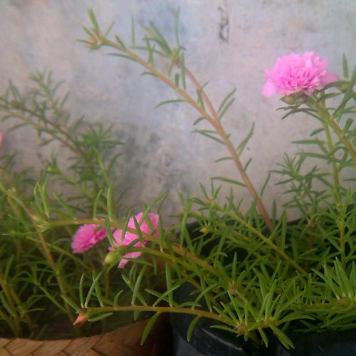 Jual Bunga Krokot Murah Bibit Stek Tanaman Hias Kembang Portulaca Mossrose Kota Yogyakarta Tuwuh Tokopedia