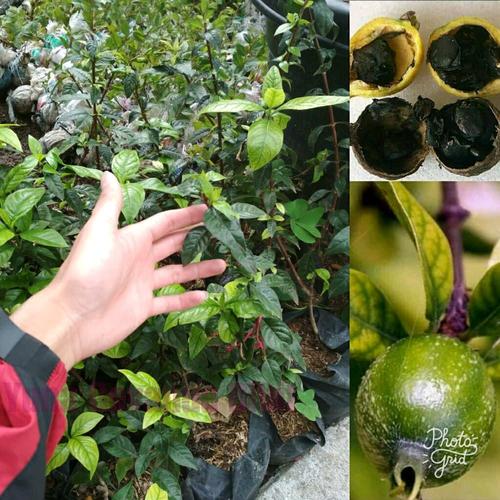 Jual Blackberry Jam Fruit – Randia formosa | Tanaman Buah Unik Rasa ...