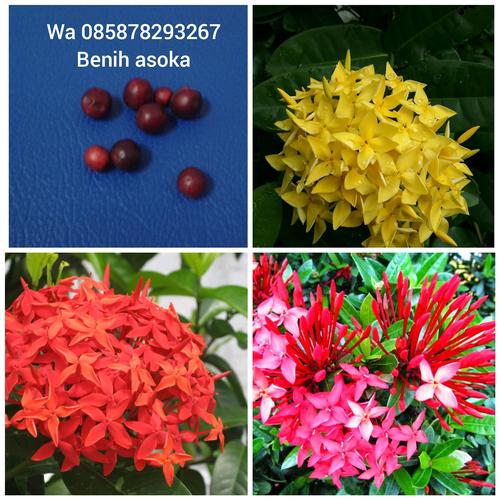 Jual Benih Bunga Asoka Kab Magelang Nisa Work Shop Tokopedia