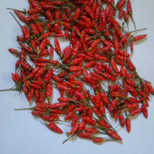 Jual Bibit Cabai Mini Super Pedas Krinyi Kab Bangli Blue Star Pedia Tokopedia