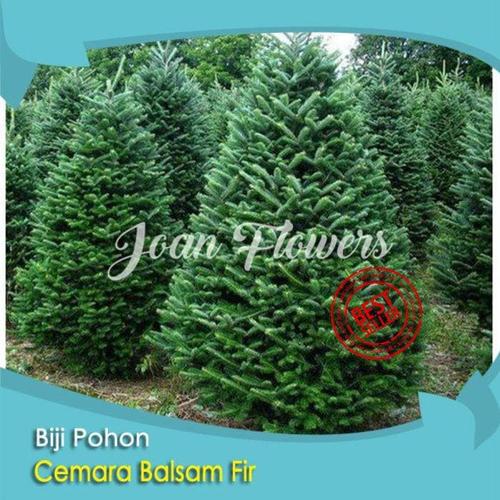 balsam fir christmas tree near me