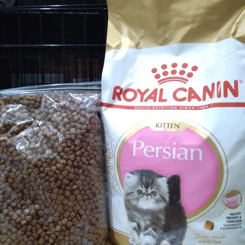 rc 32 kitten