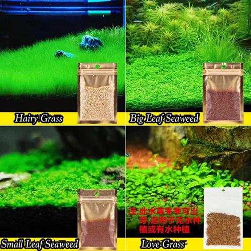 Foto Produk Bibit Big Leaf Seaweeds Aquascape dari saungikan juga