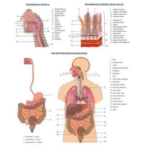 Jual Carta Sistem Pencernaan Makanan Manusia Kota Bandung H2 Elektro Store Tokopedia