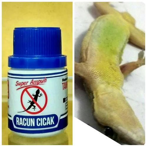 Jual Racun Cicak Tokek Super Ampuh Cocok Buat Peternak Burung Wallet Kota Depok Elang99shop Tokopedia