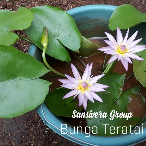 Jual Tanaman Teratai Bunga Teratai Beragam Warna Kab Bogor Grosir Tanaman Hias Tokopedia