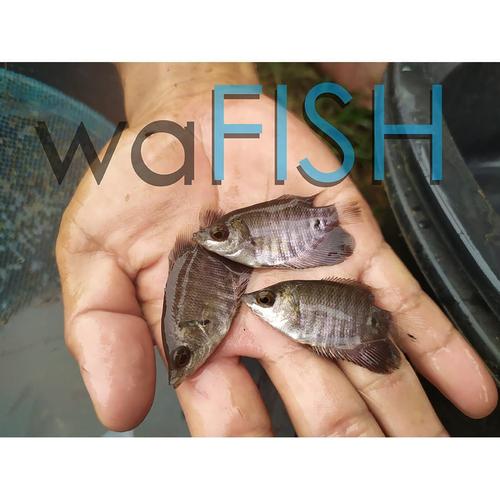 Jual Bibit Ikan Gurame Soang Ukuran Jempol Kota Depok Wafish Tokopedia