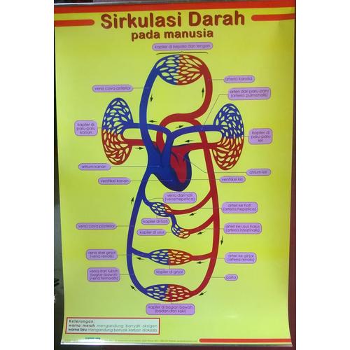 Jual Buku Promo Alat Peraga Poster Sirkulasi Darah Pada Manusia Jakarta Timur Mumpuninuraini Tokopedia