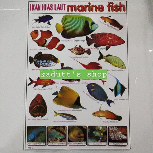 Jual Poster Edukasi Jenis Nama Ikan Hewan Laut Marine Fish Mainan Murah Jakarta Barat Hendra Shop01 Tokopedia