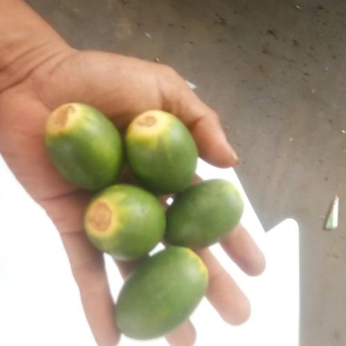 Jual Buah Pinang Muda Buah Jambe Manfaat Buah Pinang Kab Bogor Gallery Tukang Taman Tokopedia