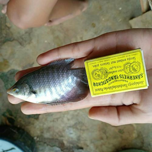 Jual Bibit Ikan Gurame Ukuran Korek Kayu Kota Depok Ayufish Tokopedia