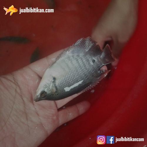 Jual Bibit Ikan Gurame Ukuran 3 Jari Jualbibitikan Com Kab Bogor Jual Bibit Ikan Com Tokopedia