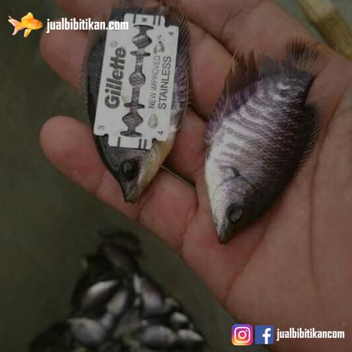 Jual Bibit Ikan Gurame Nyilet Silet Ukuran 4 5 Cm Kab Bogor Jual Bibit Ikan Com Tokopedia