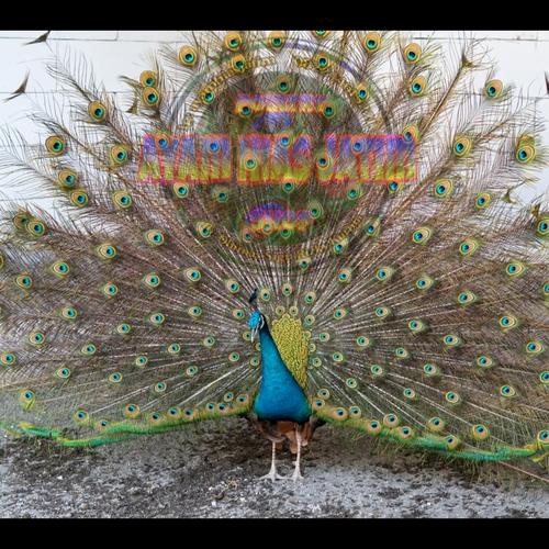 Jual Baby blue peacock / anakan merak biru india - Kab. Ngawi - Ayam