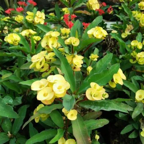 Foto Produk Ephorbia dari Fitri Bariel Nursery