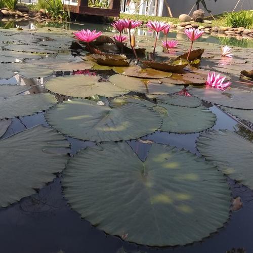 Jual Tanaman Hias Kolam Teratai Lotus Bunga Kab Bogor Bimaquatic Tokopedia