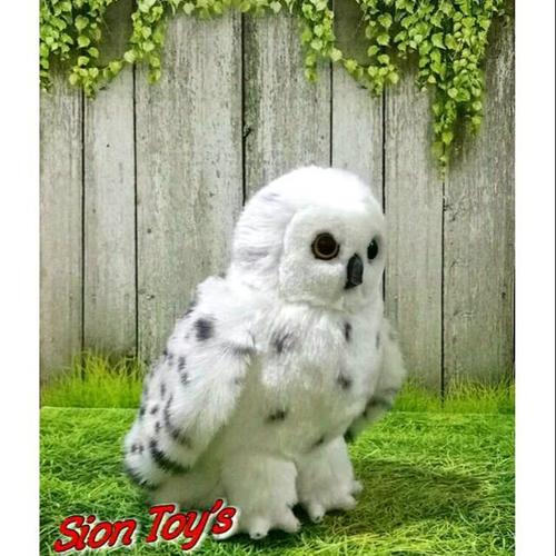 Daftar Harga Burung Hantu Terbaru September 2020