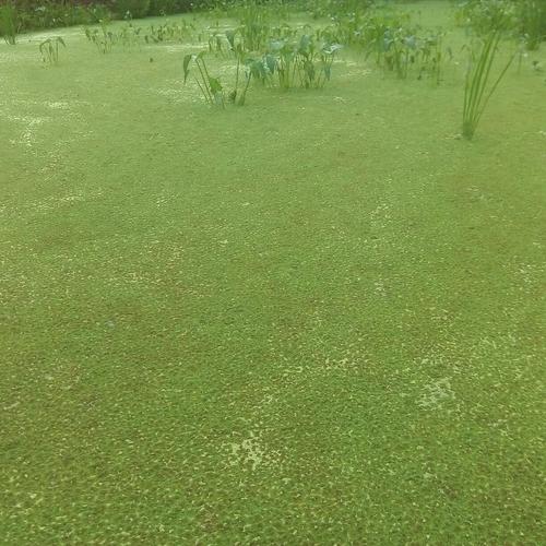 Foto Produk Azolla dari Echal