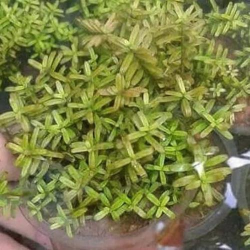 Foto Produk tanaman aquascape rotala bsd dari gello shrimp