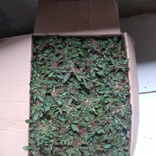 Foto Produk Rumput Gajah Mini Ukuran 50x50 Cm dari Mega Flora Landscape