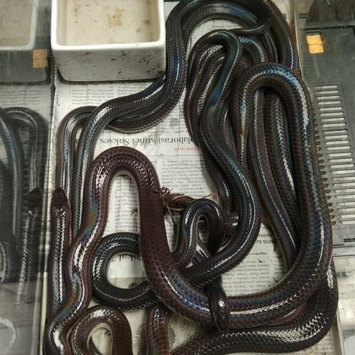 Jual Ular Pelangi Sunbeam Kota Bandung Eamyshop Tokopedia