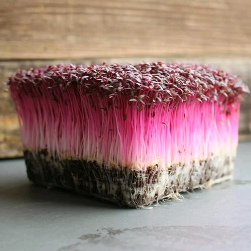 Foto Produk Microgreens - Red Garneth Amaranth - 5Gr (6500 biji) - Repack dari Shammah Bags
