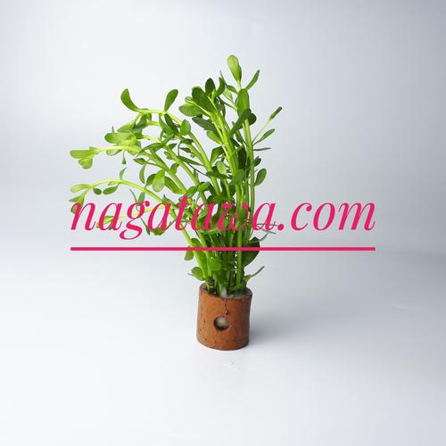 Foto Produk Tanaman Aquascape " Bacopa Monnieri " Per Pot dari Nagatawa Ornamental Fish