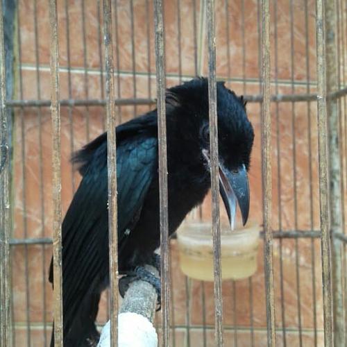 Jual burung awar awar jambul mata putih - Kab. Kediri - Go2n bird shop | Tokopedia