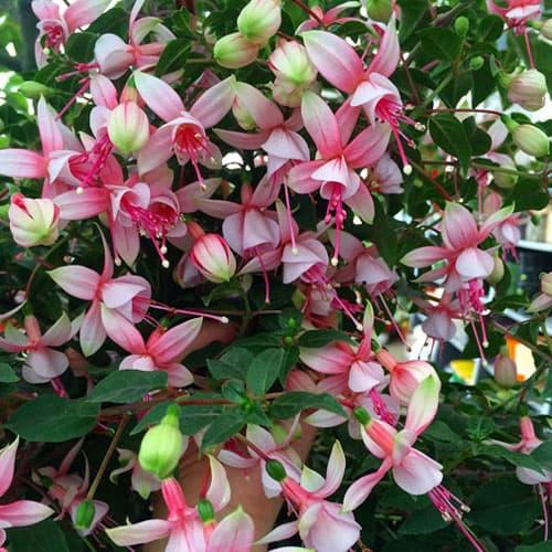 Foto Produk Tanaman hias gantung anting bunga merah putih IMPORT dari ibad garden