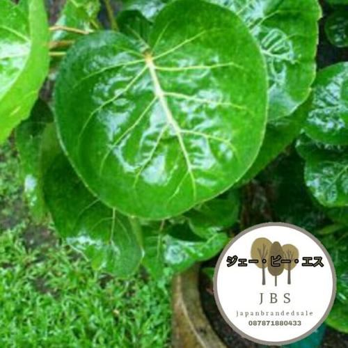 Foto Produk daun mangkokan dari japanbrandedsale
