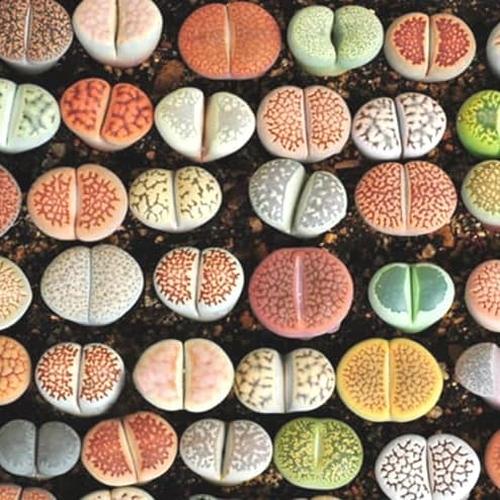 Foto Produk Biji Benih Bibit Lithops Mix (Living Stone) dari Biji Benih