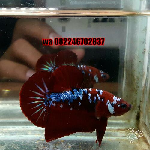 Jual Ikan Cupang Plakat Koi Red Galaxy Full Block Kota Medan Ikan Laga Hias Tokopedia