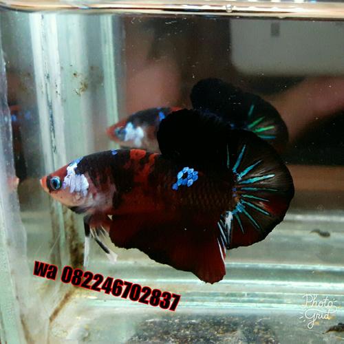 Jual Ikan Cupang Plakat Koi Galaxy Kota Medan Ikan Laga Hias Tokopedia