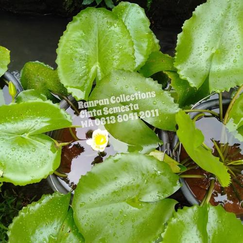 Jual Bibit Tanaman Hias Air Teratai Mini Hidup Mini Lotus Real Plant Kota Tangerang Selatan Ranran Collections Tokopedia