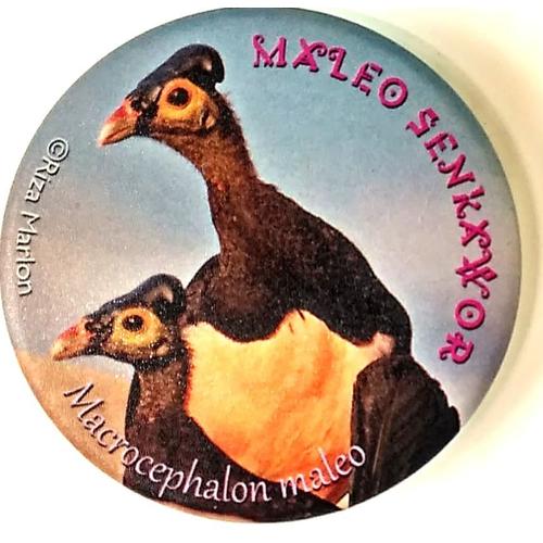 620 Koleksi Gambar Burung Maleo Terbaru