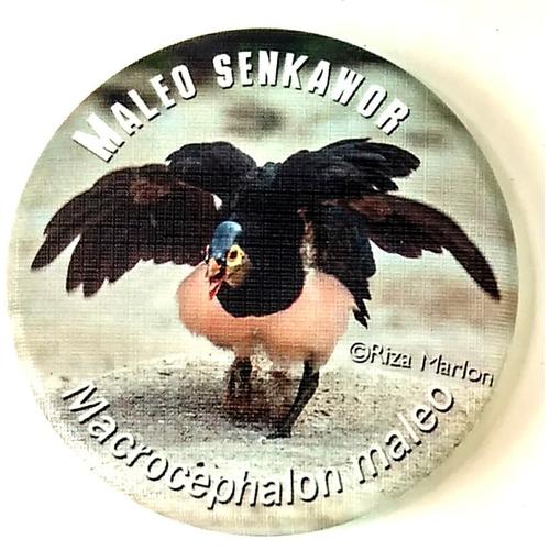 550 Koleksi Sketsa Gambar Burung Maleo HD
