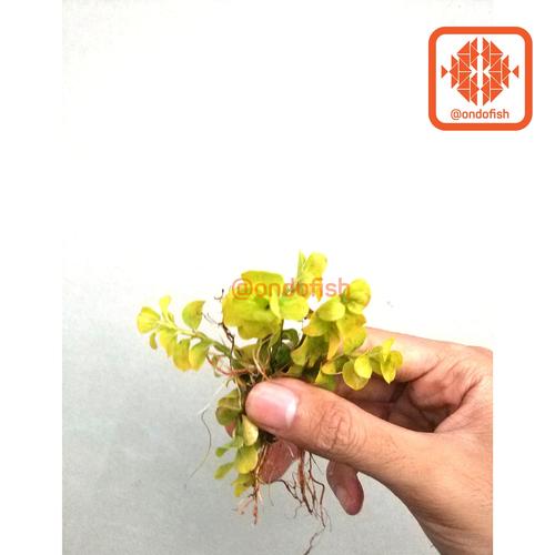 Foto Produk lysimachia tanaman aquascape dari ONDOFISH