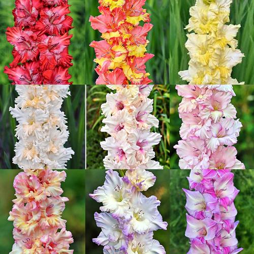 Jual Bibit Bunga Gladiol Impor Kab Wonosobo Tulip Dieng Tokopedia