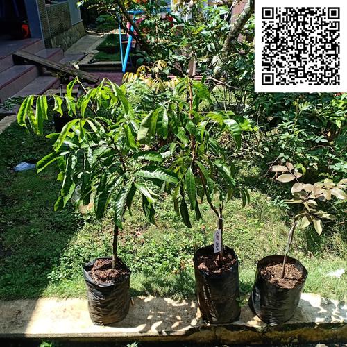 Foto Produk Bibit Kelengkeng Giant Longan Asli dari Bamsbreeder Exopets