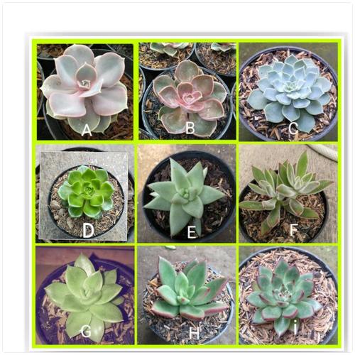 Foto Produk kaktus sukulen dari cactussucculent